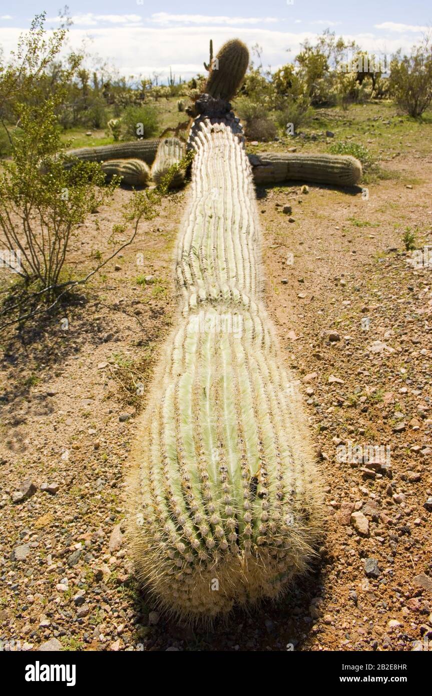 Ein riesiger Saguaro-Kaktus stürzte von den hohen Winden eines Monsoon Unwetters aus Arizona in der Nacht zuvor um. Stockfoto