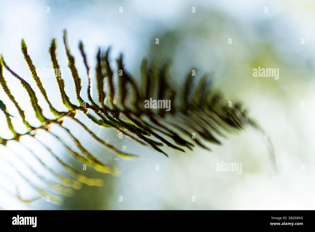 Einzelne Fern-Frond gerahmt gegen Baumkronen und Himmel in Oakland, ca. Stockfoto