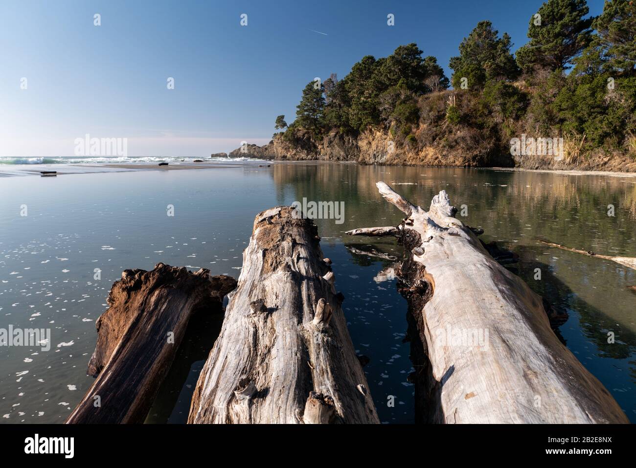 Große Treibholz Baumstämme bei sehr Ebbe zeigt auf Meeresklippe Stockfoto