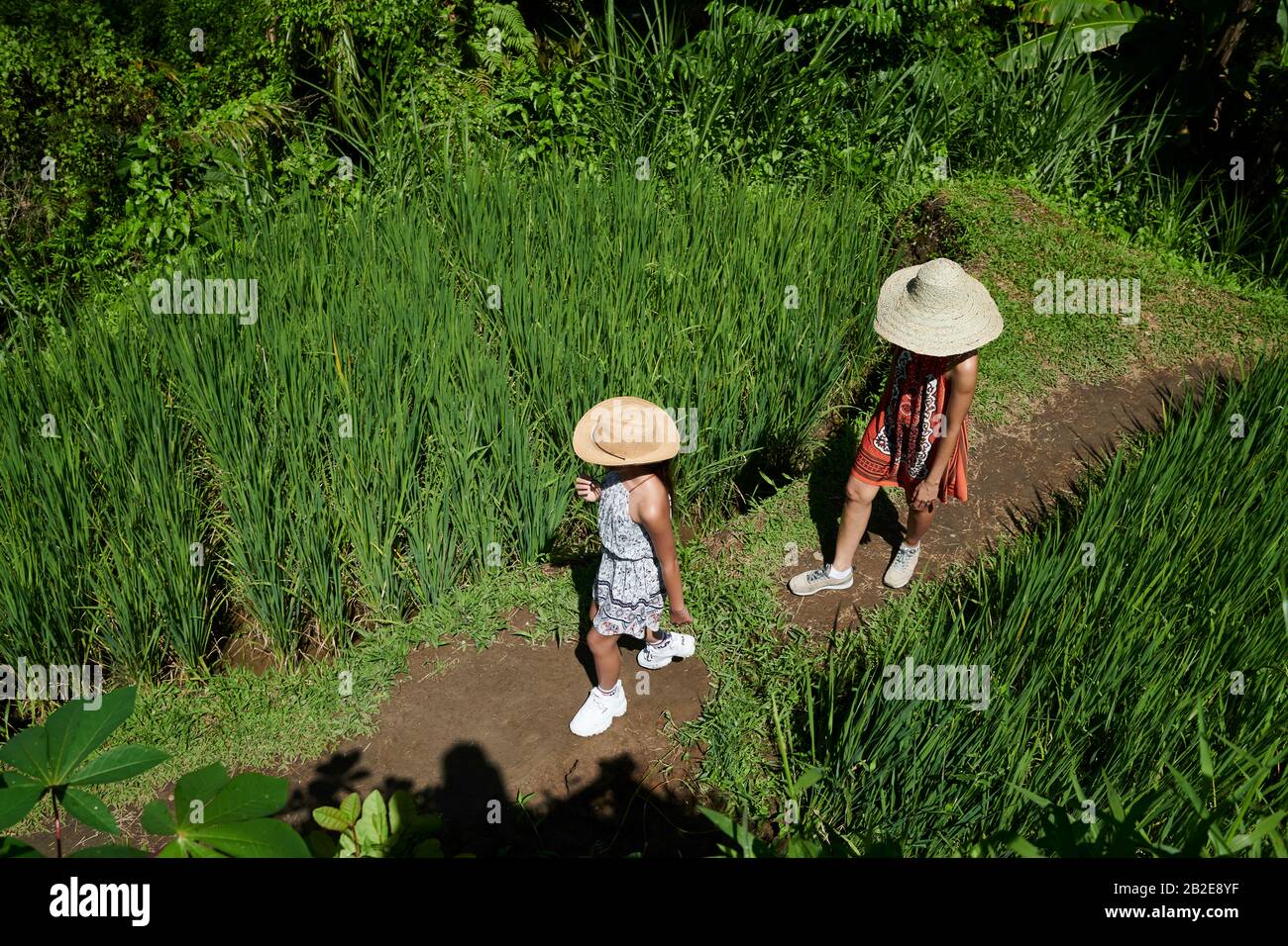 Asiatische Mutter und zwei Töchter genießen die Erkundung der Reisfelder Stockfoto