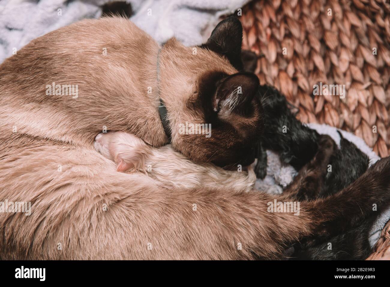 Die Siamkatze bringt den ersten Wurf von fünf zur Welt Stockfoto