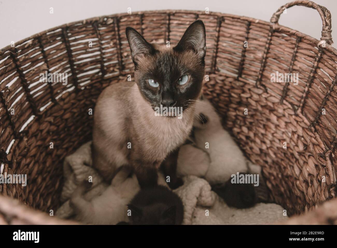 Die Siamkatze bringt fünf weiße und schwarze Kätzchen zur Welt Stockfoto