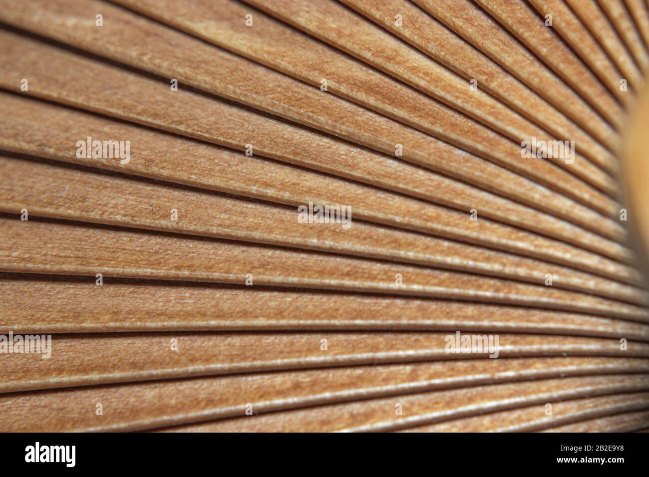 Makro Detail der Holzfächer aus verschiedenen Ansichten in Kamelfarbe Stockfoto