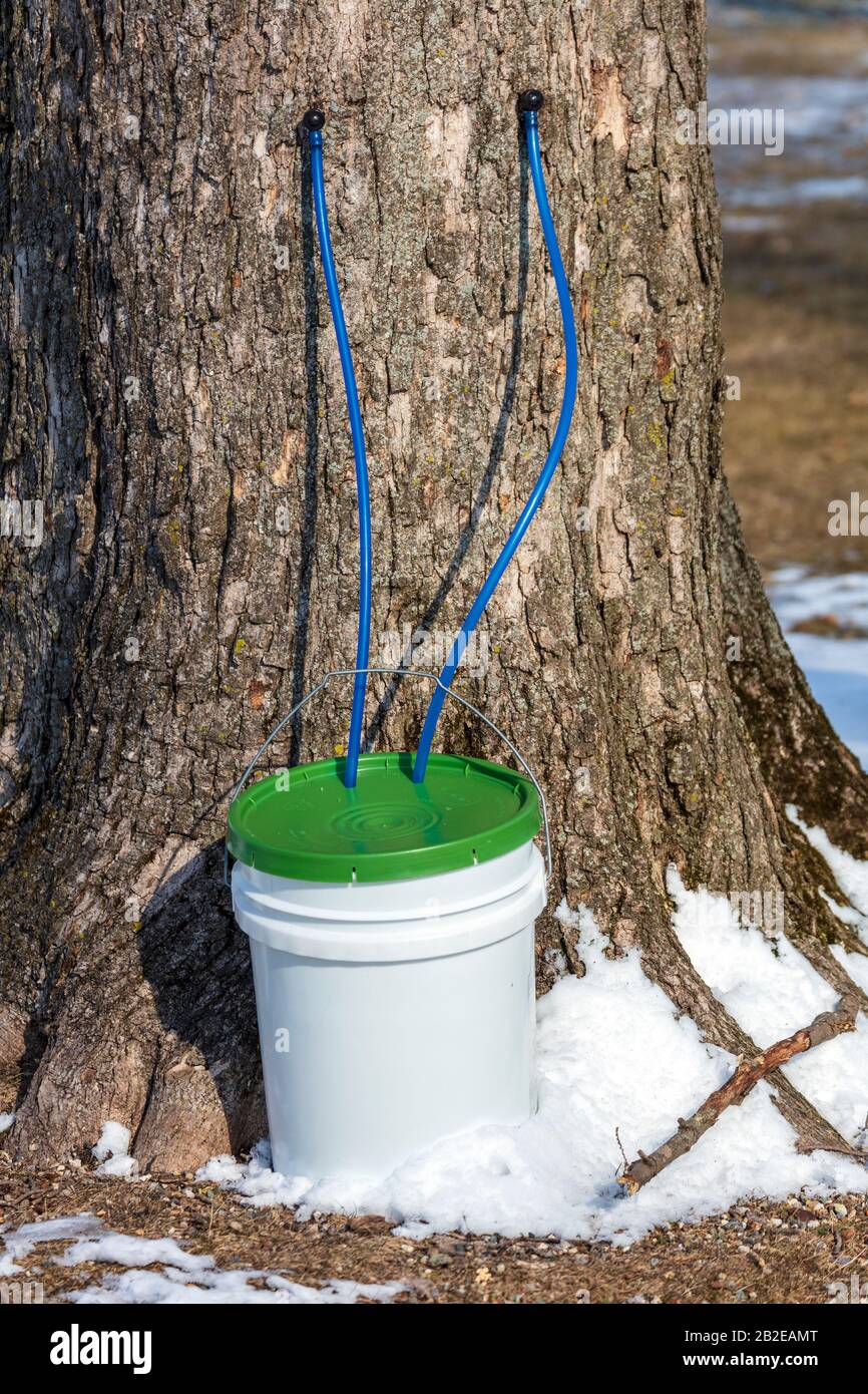 Sammeln Von Zucker Maple sap, Klopfen von Bäumen, Anfang März, E USA, von James D Coppinger/Dembinsky Photo Assoc Stockfoto