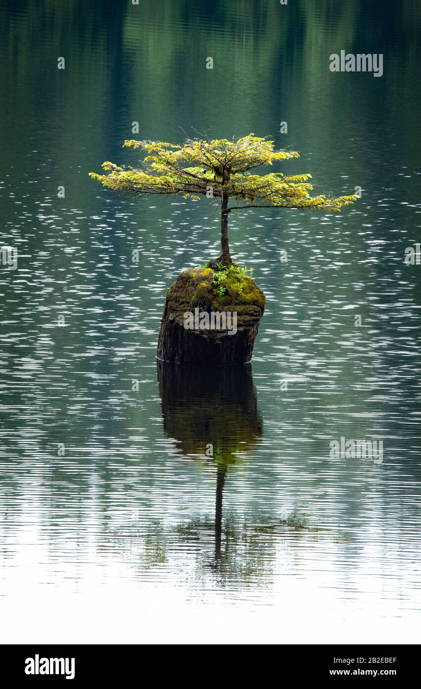 Die Orte, an denen Bäume wachsen. Ein einsamer Baum, der auf einem aus einem See ragenden Holzbaum wächst. Stockfoto