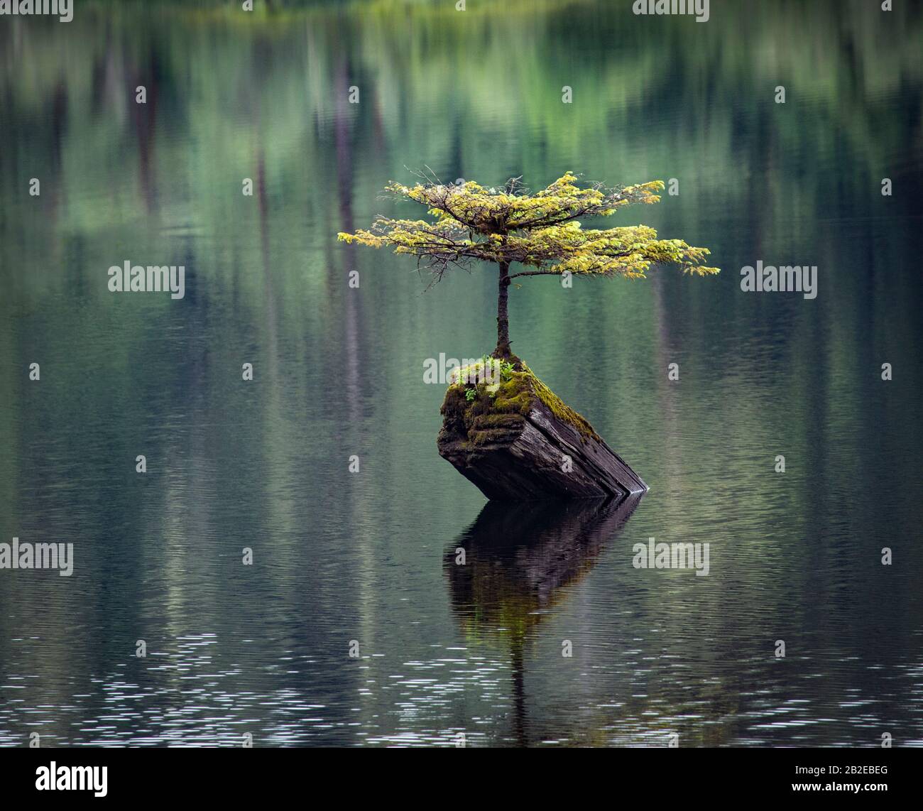 Die Orte, an denen Bäume wachsen. Ein einsamer Baum, der auf einem aus einem See ragenden Holzbaum wächst. Stockfoto