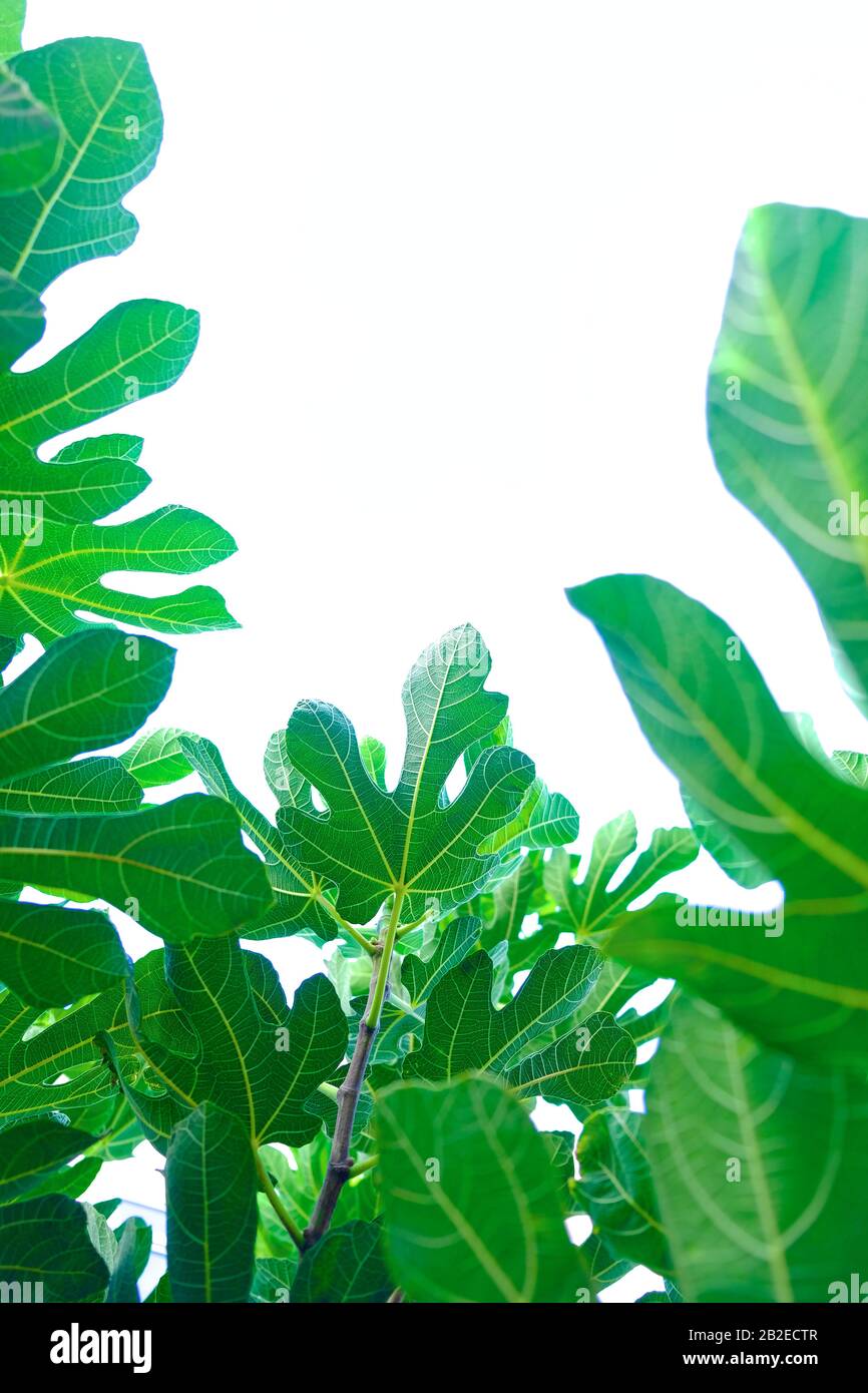 Leuchtend grüne Blätter des Feigenbaums isoliert vor hellweißem Himmel im Hintergrund. Stockfoto
