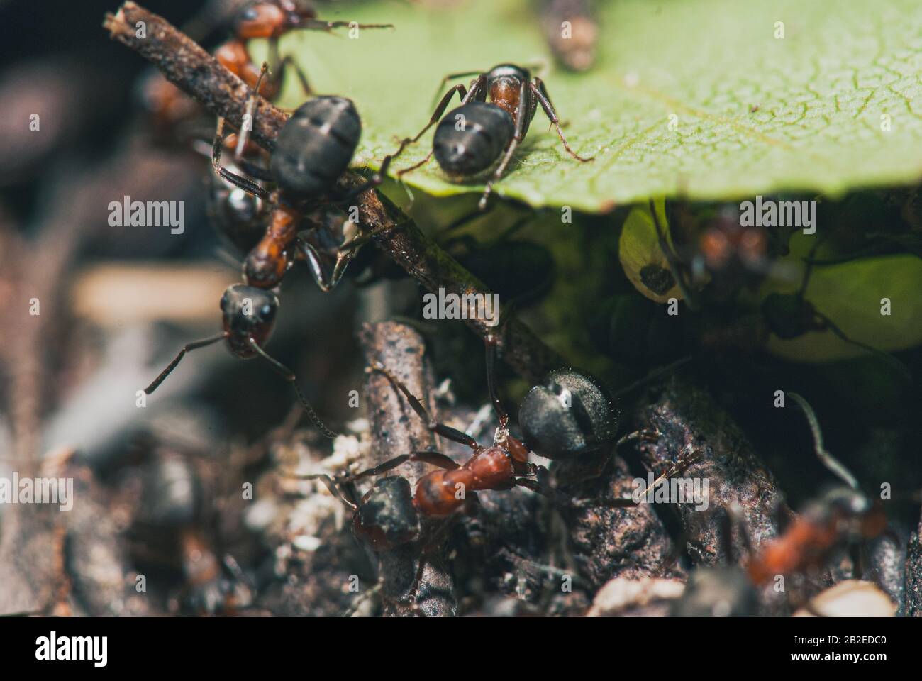 Waldameisen-Team führen ihre Arbeit in einem Ameisenhaufen. Ein perfektes Beispiel für Teamarbeit. Makroaufnahme mit selektivem Fokus und flachem Freiheitsgrad Stockfoto