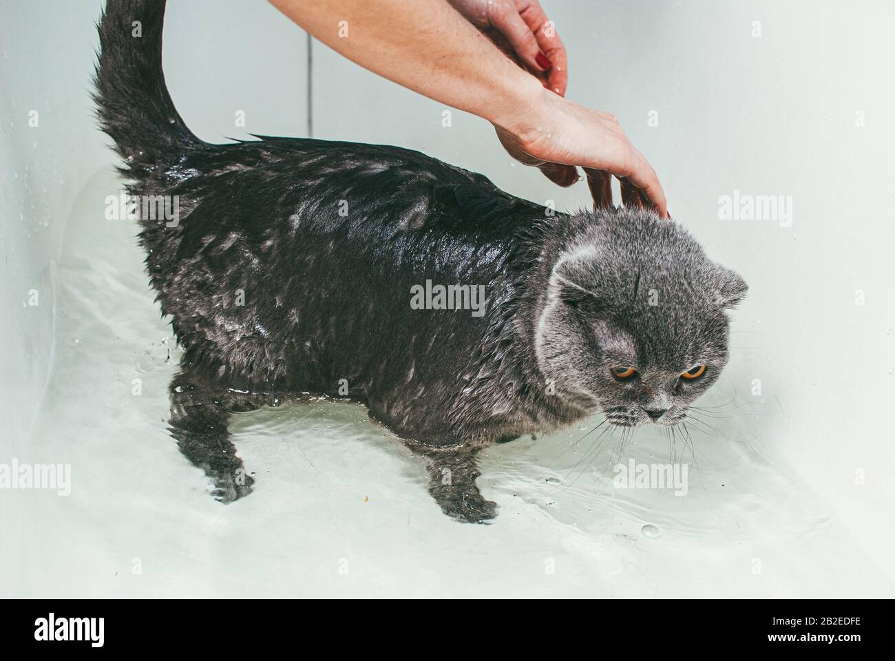 Graue schottische Faltenkatze nimmt ein Bad mit seinem Besitzer. Sie kümmert sich um ihn und wäscht gründlich sein Fell Stockfoto