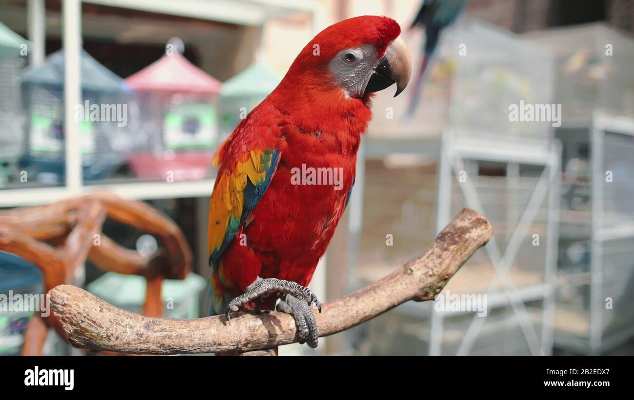 Red Ara Parrot Schließt sich auf Dem Exotischen Vogelmarkt an. Schöne Liebenswürdige tropische Macaw-Gattung Sitzen auf Ast. Farbenfrohes Gefiedertier mit Langer Schmaler Tail Reinigungsfeder. Stockfoto