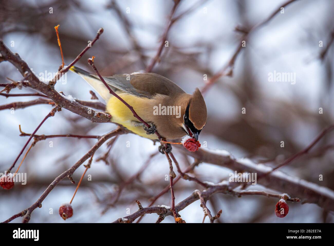 Cedar Wachswing (Bombycilla cedrorum), das sich von Krabappelfrüchten ernährt Stockfoto