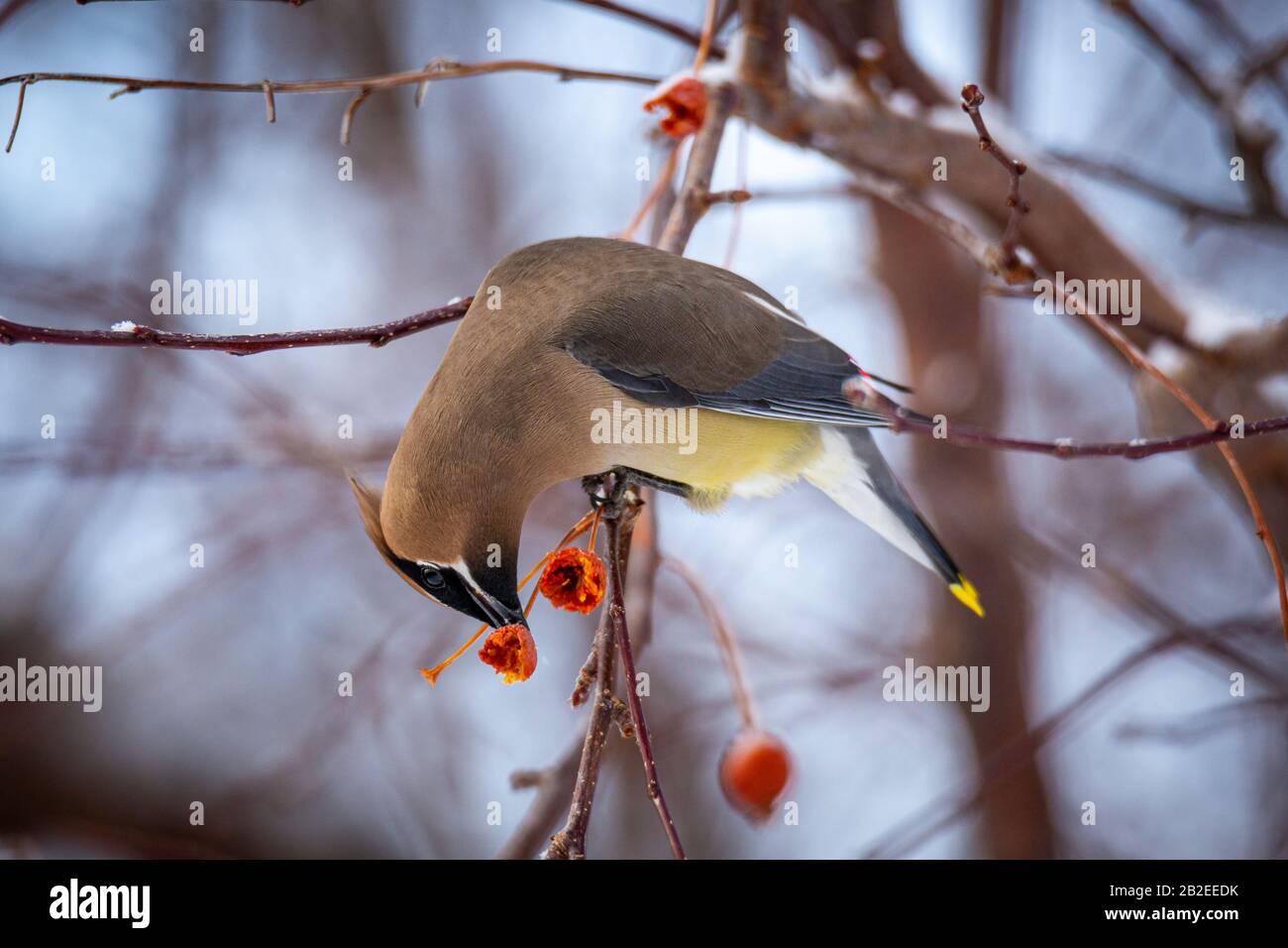 Cedar Wachswing (Bombycilla cedrorum), das sich von Krabappelfrüchten ernährt Stockfoto