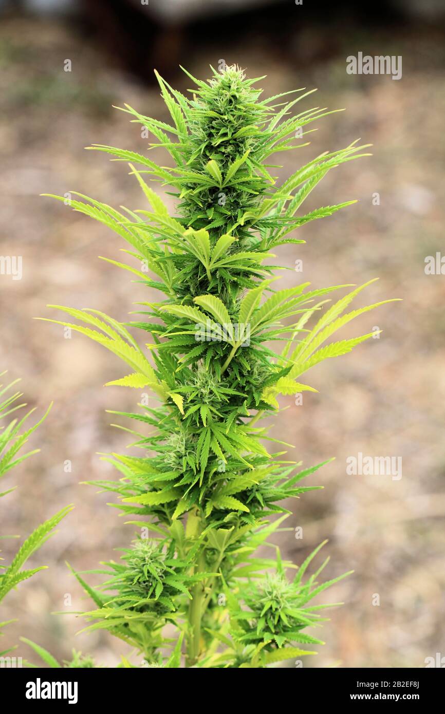 Medizinische Marihuana-Anlage mit Pistillen und Trichomen Stockfoto