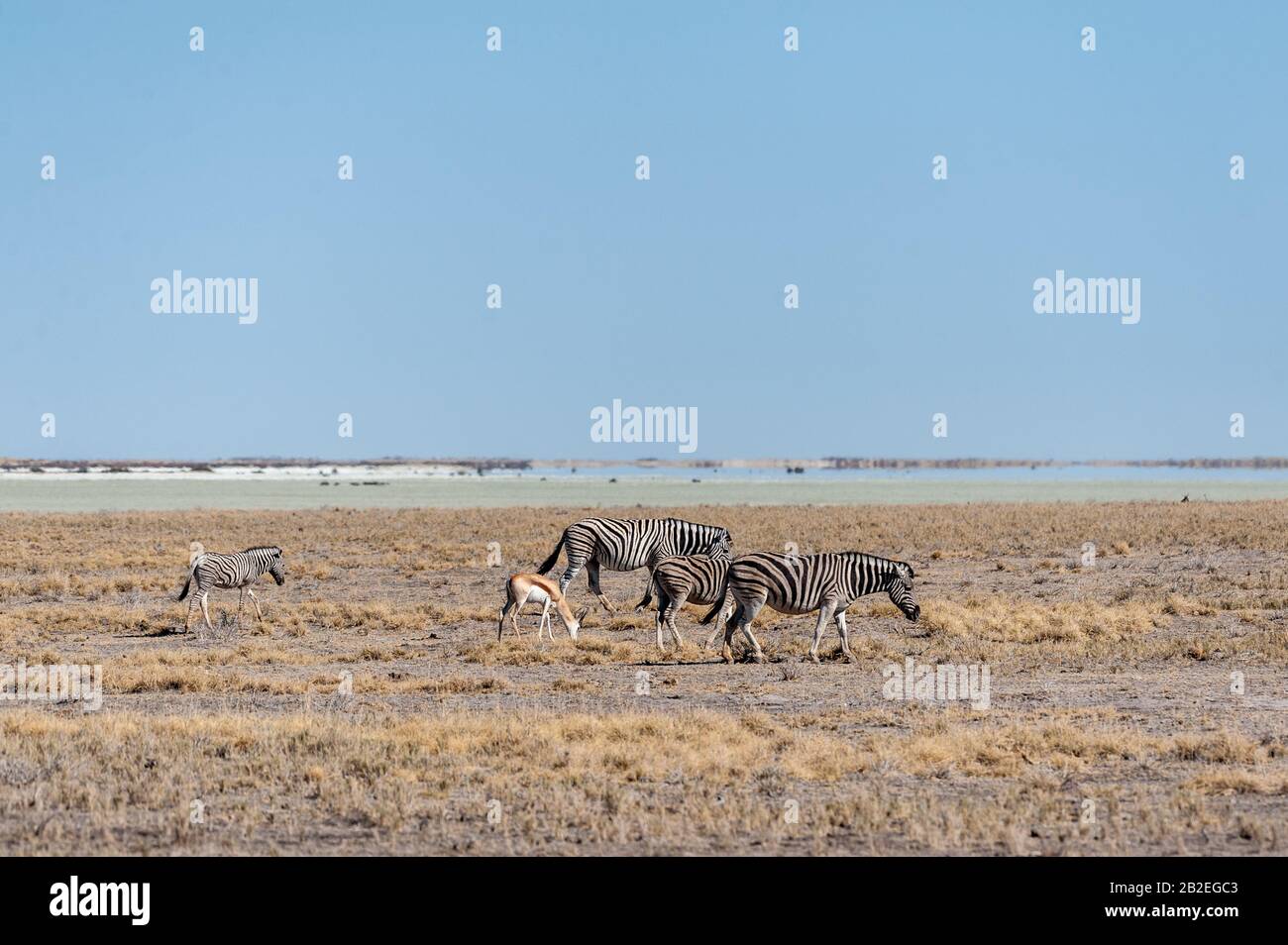 Eine Gruppe von Burchell's Zebra Gefilde - Equus quagga burchelli - in unmittelbarer Nähe zueinander auf den Ebenen der Etosha Nationalpark, Namibia. Stockfoto