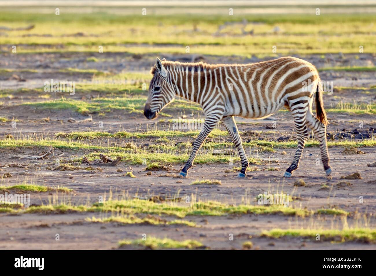 Ein junges Zebra (Equus quagga), das in der goldenen Stunde eines Amboseli-Abends läuft. Stockfoto
