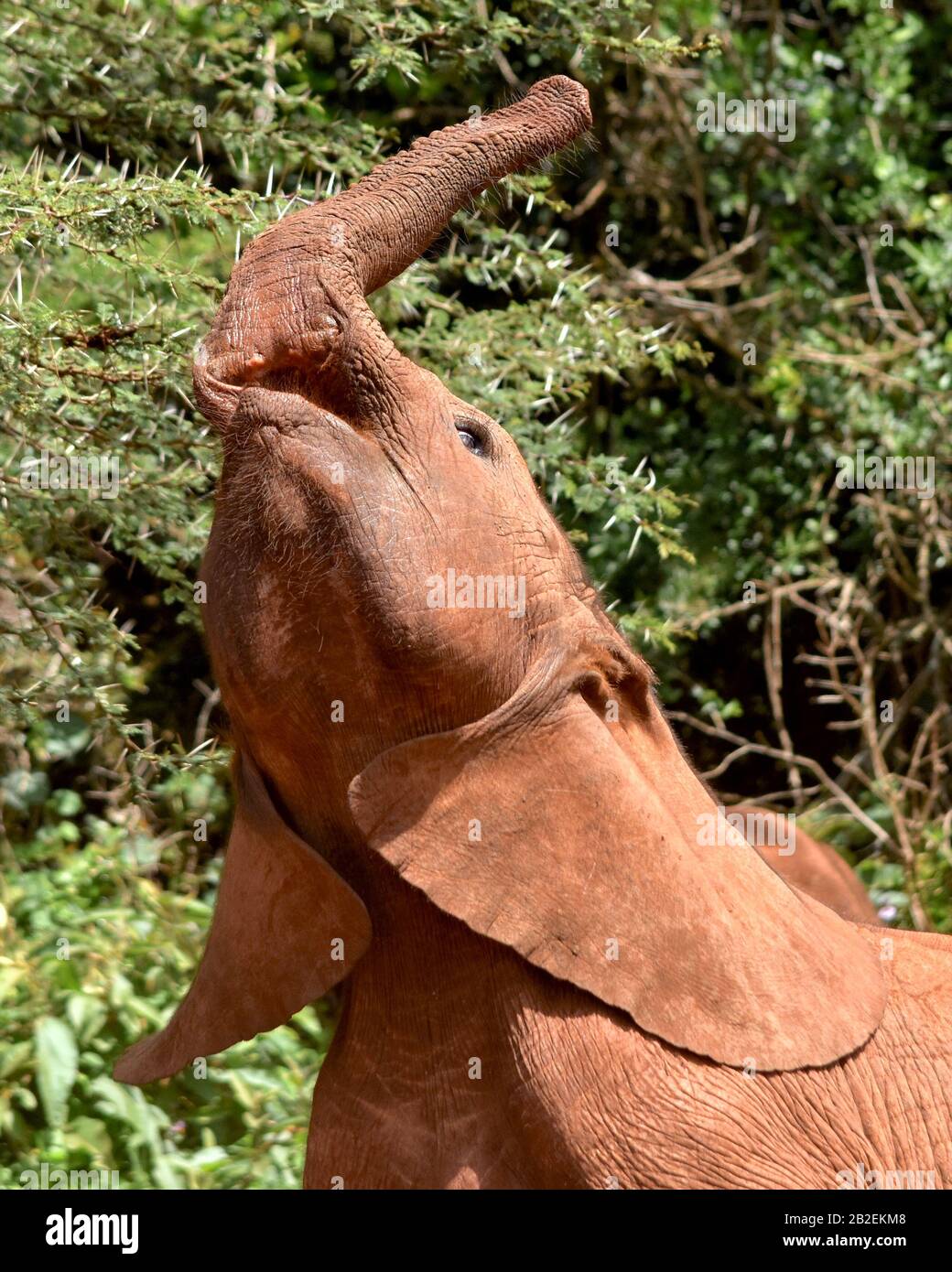 Titel Elefantenbaby (Loxodonta africana) spielt mit seinem Rüssel. Nairobi National Park, Kenia. Stockfoto