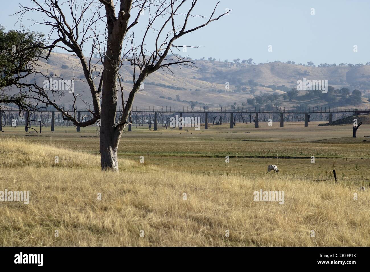 Lake Hume mit 16 % Kapazität, Dürre bis 2019-2020, niedrigste Lagerbestände seit 2007 (letzte Dürre). Rind weidet in der Gegend normalerweise unter Wasser. Stockfoto