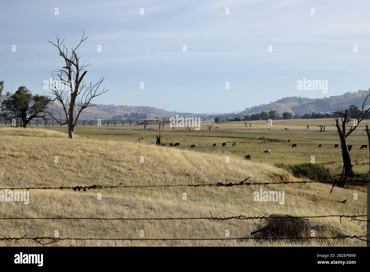 Lake Hume mit 16 % Kapazität, Dürre bis 2019-2020, niedrigste Lagerbestände seit 2007 (letzte Dürre). Rind weidet in der Gegend normalerweise unter Wasser. Stockfoto