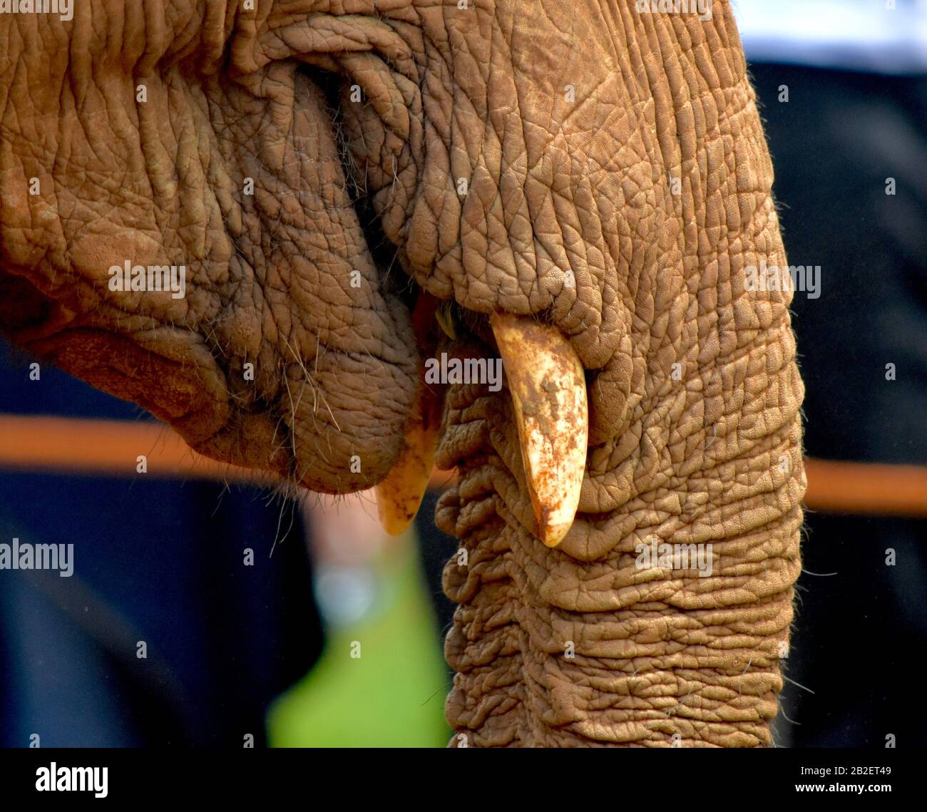 Nahaufnahme eines juvenilen afrikanischen Elefantenzapfens, Maul und Basis des Rüssels. (Loxodonata africana) Stockfoto