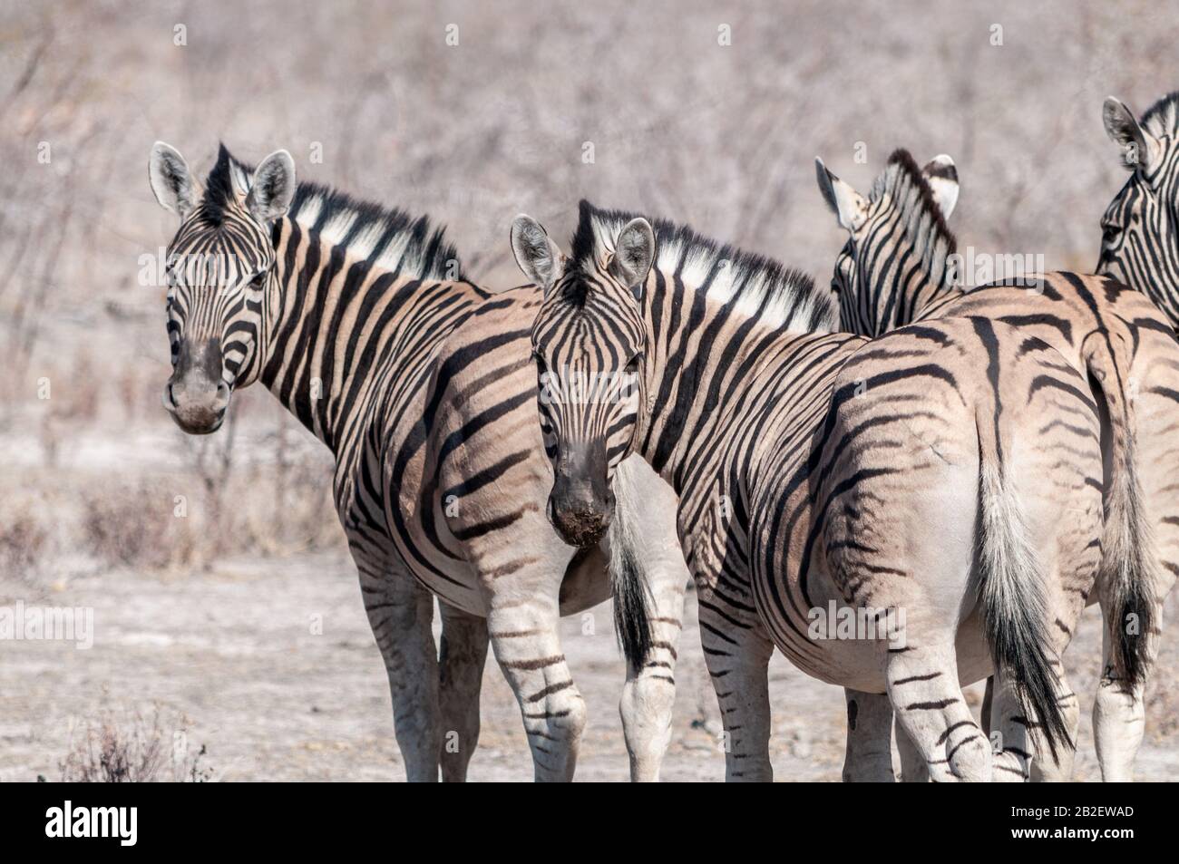 Eine Gruppe von Burchell's Zebra Gefilde - Equus quagga burchelli - in unmittelbarer Nähe zueinander auf den Ebenen der Etosha Nationalpark, Namibia. Stockfoto