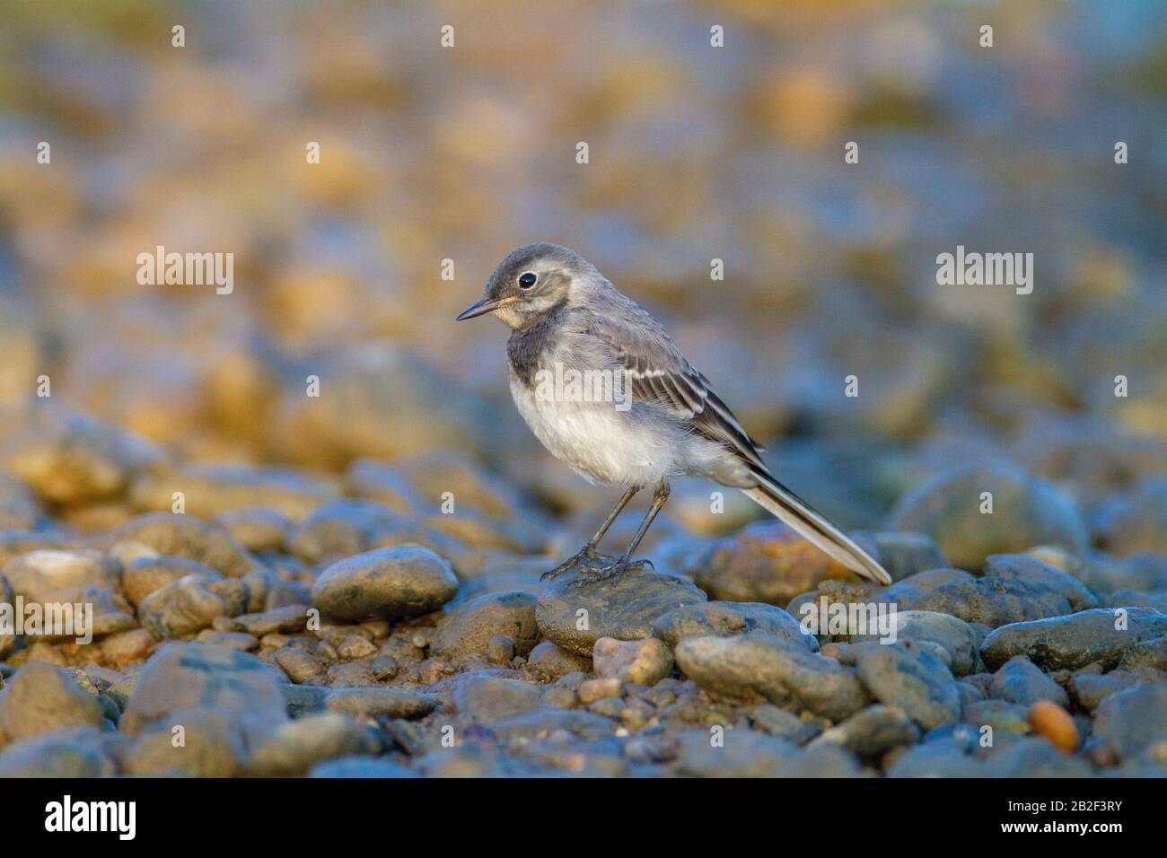 Weißer Wagtail auf Schotterbar vom Fluss Drava Stockfoto