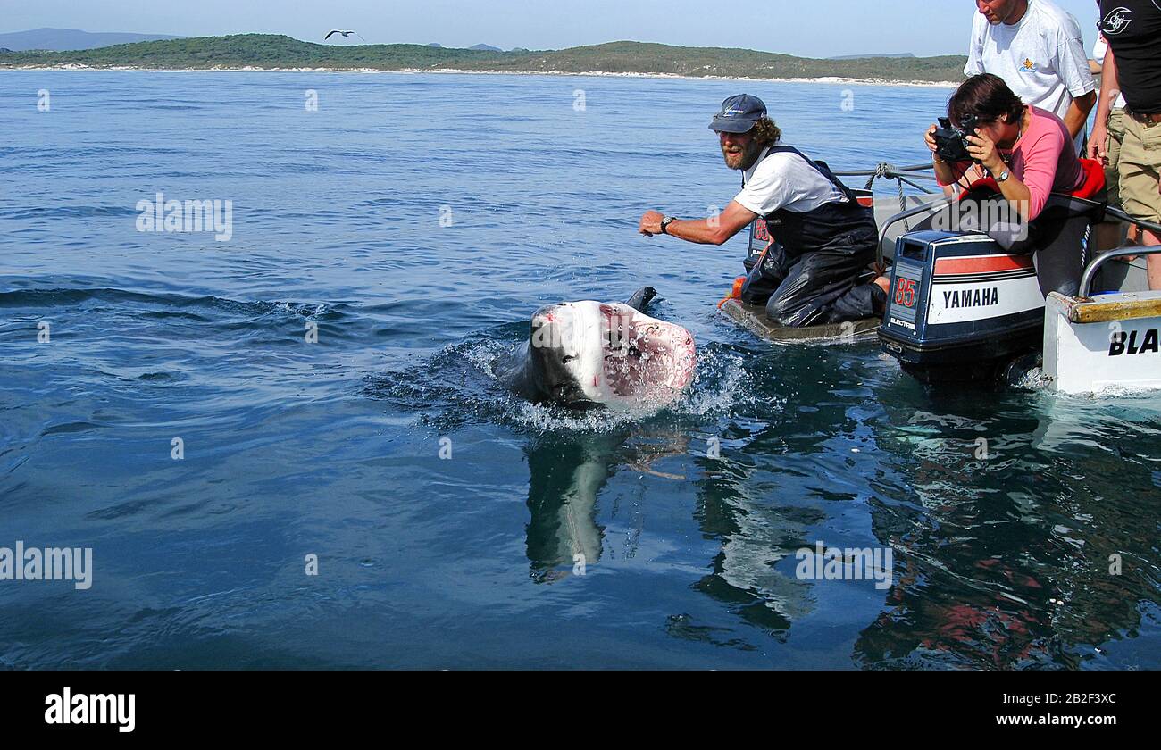 Haifütterung für Touristen, Weißer Hai (Carcharodon carcharias) am Boot reisst sein Maul auf, Gansbaai, Südafrika Shark Fütterung für Touristen, Prima Stockfoto