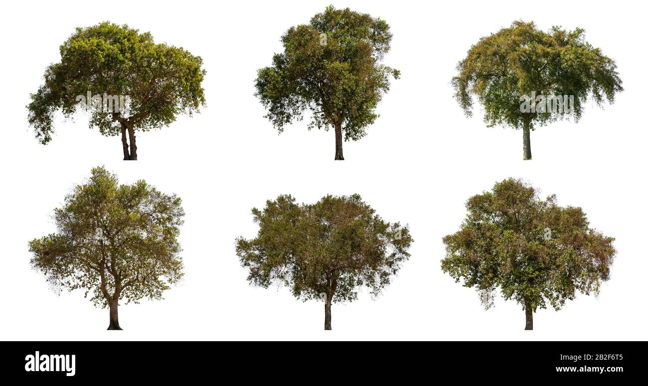 Sammlung großer tropisch grüner Bäume isoliert auf weißem Hintergrund. Mit Beschneidungspfad gespeichert Stockfoto