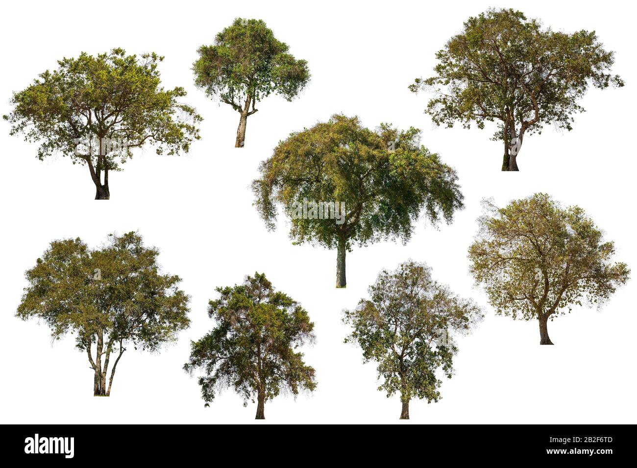 Sammlung großer tropisch grüner Bäume isoliert auf weißem Hintergrund. Mit Beschneidungspfad gespeichert Stockfoto