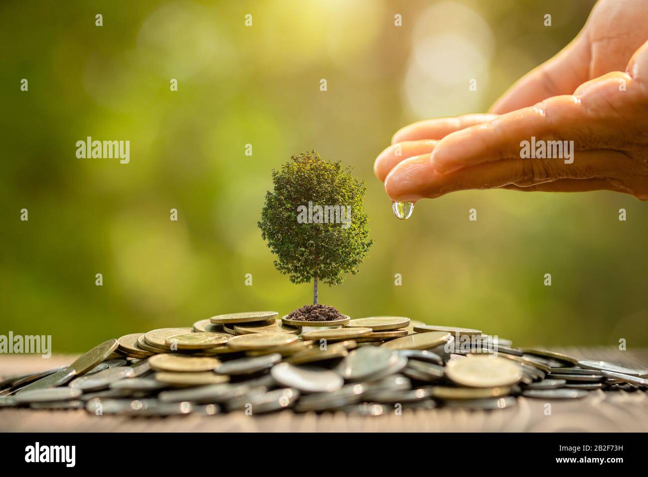 Nahbewässerung zu kleinem Baum oben auf dem Münzstapel. Geschäftserfolg, Finanz- oder Geldwachstum Stockfoto