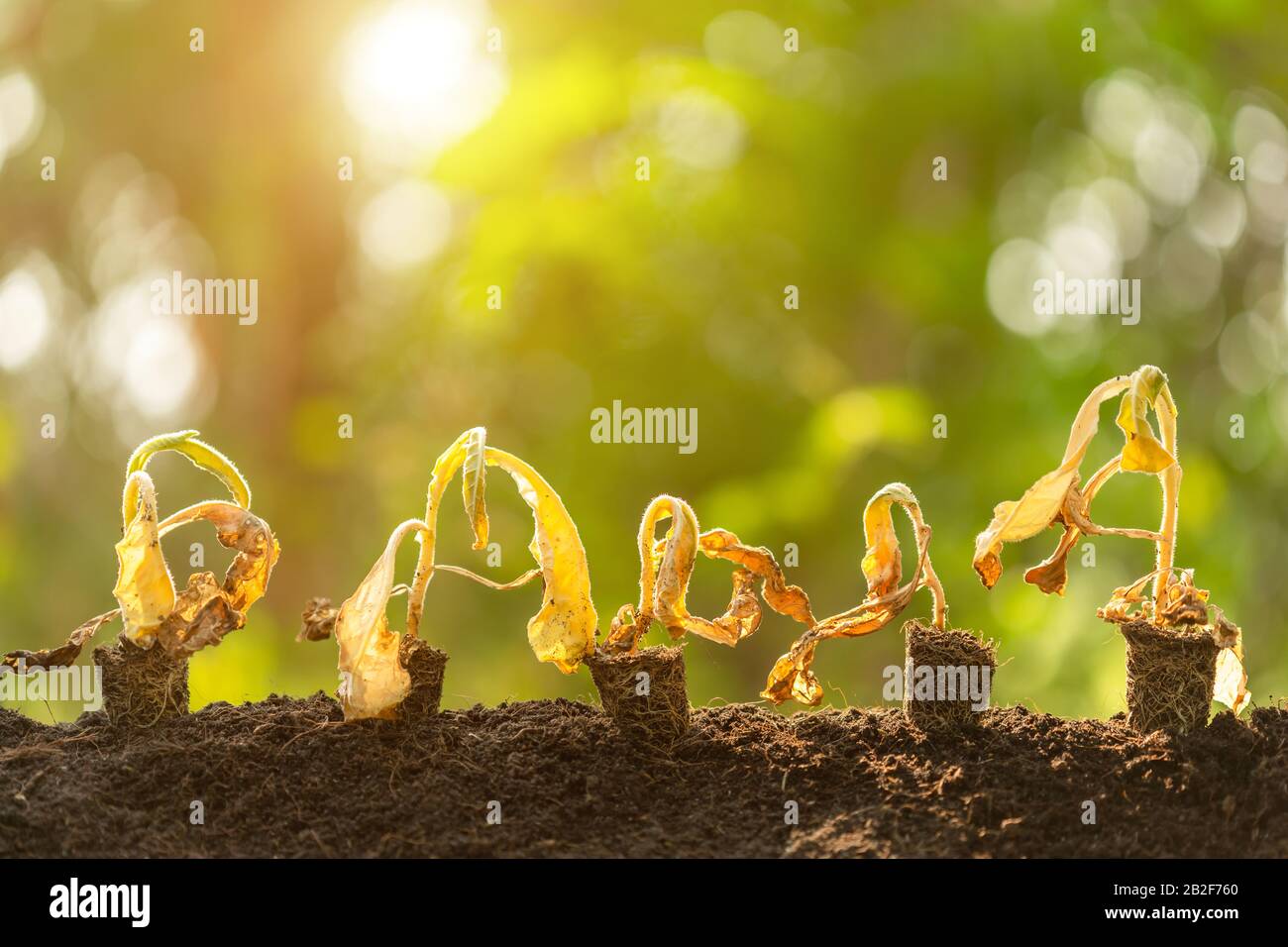 Schließen Sie die tote junge Pflanze (Tabakbaum) in trockenem Boden auf grünem Unschärfe-Hintergrund. Umgebungskonzept mit leerem Kopierraum für Text oder Design Stockfoto