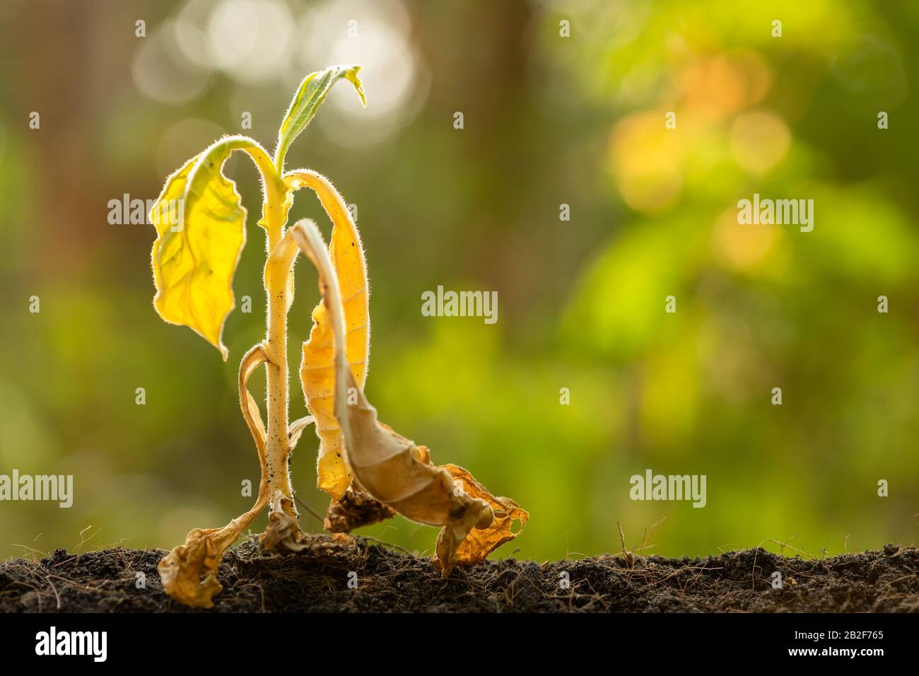 Schließen Sie die tote junge Pflanze (Tabakbaum) in trockenem Boden auf grünem Unschärfe-Hintergrund. Umgebungskonzept mit leerem Kopierraum für Text oder Design Stockfoto