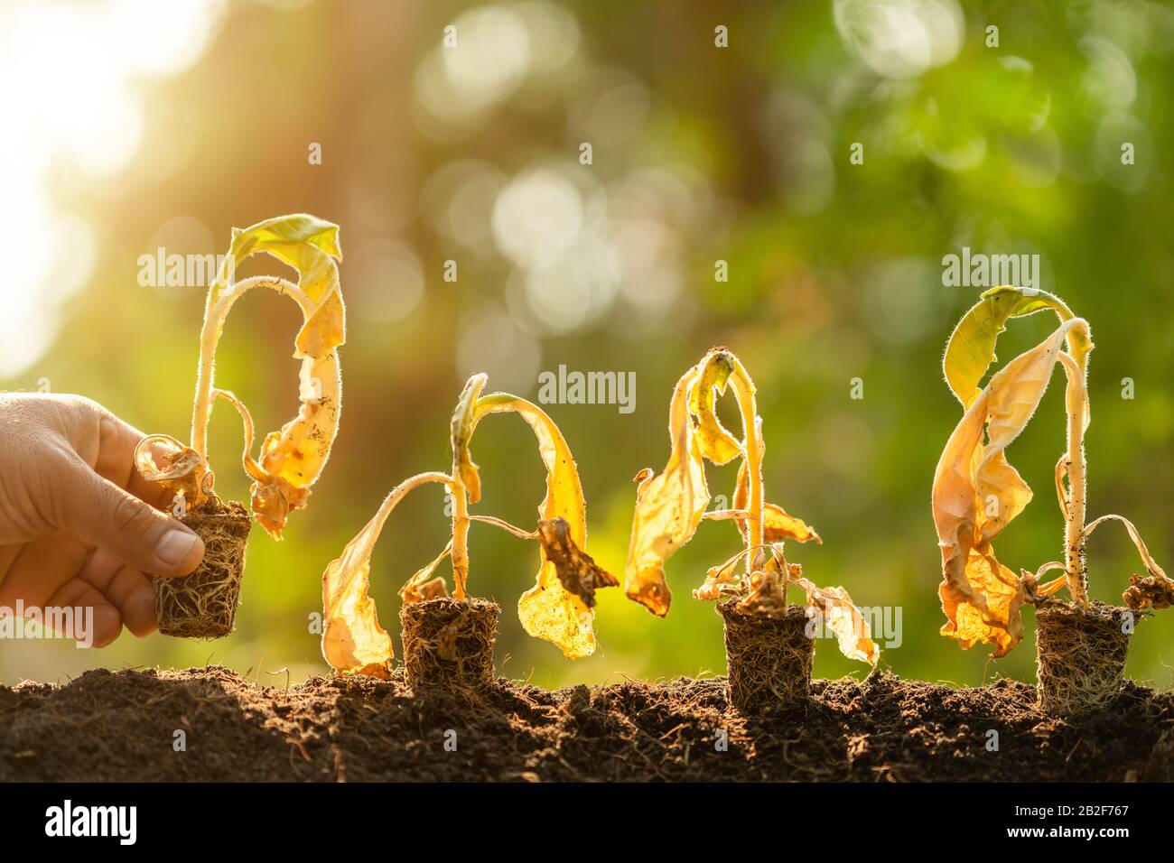 Schließen Sie die tote junge Pflanze (Tabakbaum) in trockenem Boden auf grünem Unschärfe-Hintergrund. Umgebungskonzept mit leerem Kopierraum für Text oder Design Stockfoto