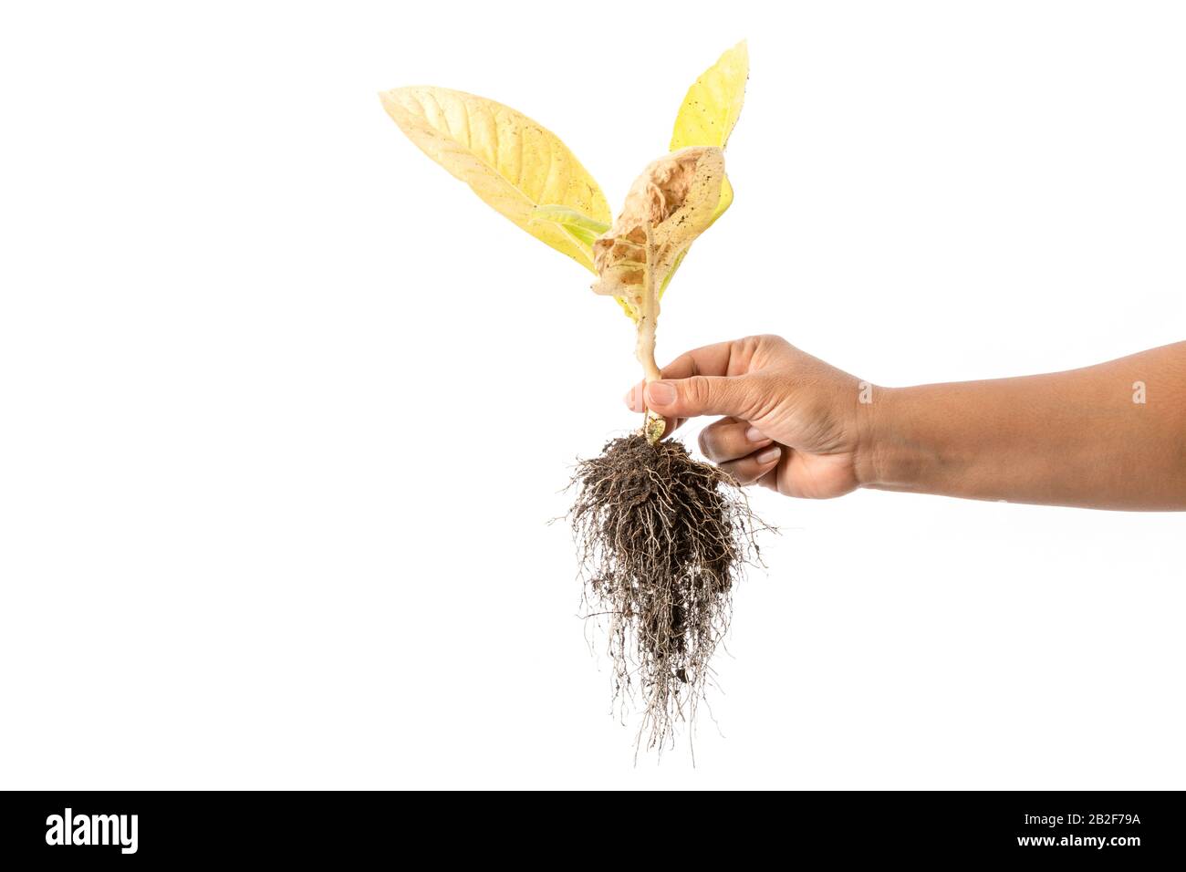 Nahaufnahme der toten jungen Pflanze (Tabakbaum), isoliert auf weißem Hintergrund Stockfoto
