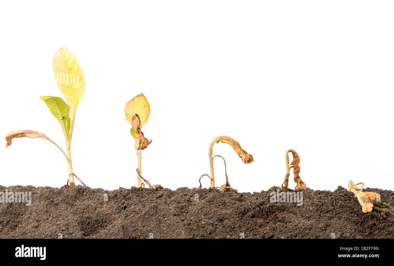 Tote junge Pflanze (Tabakbaum) im Boden auf weißem Grund verengen Stockfoto