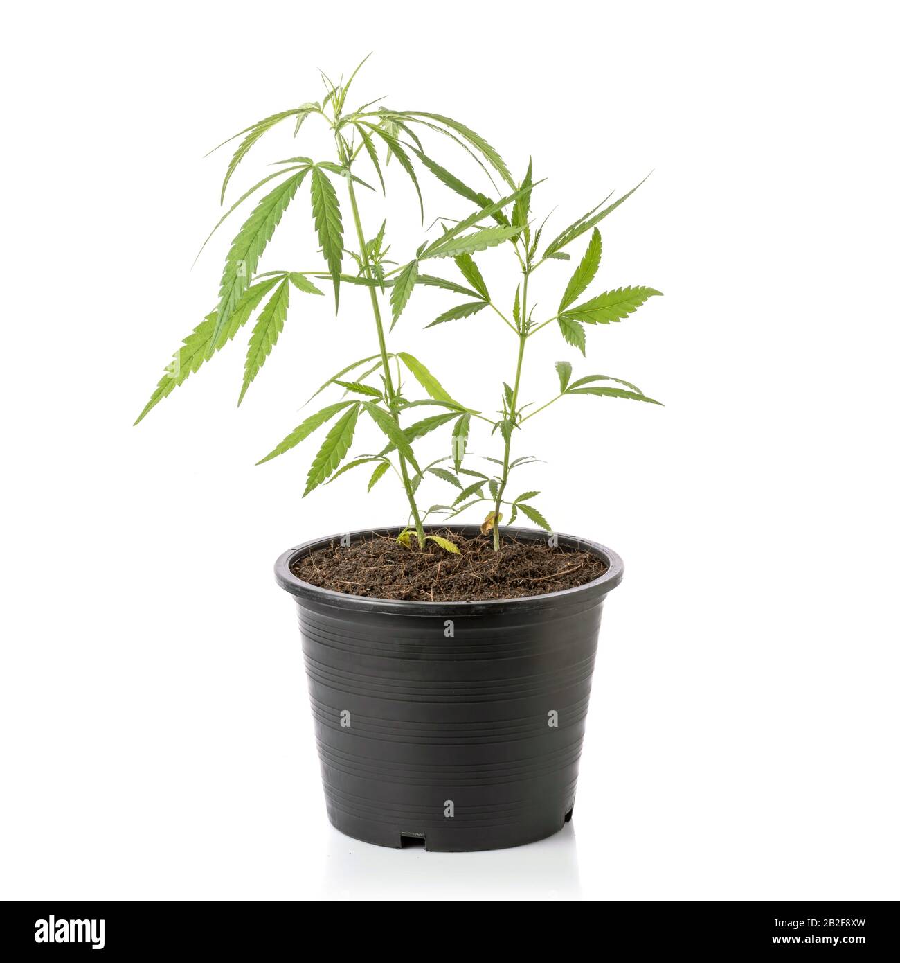 Nahaufnahme von jungem Grün, frisch aus Marihuanabaum in schwarzem Plastiktopf, isoliert auf weißem Hintergrund Stockfoto