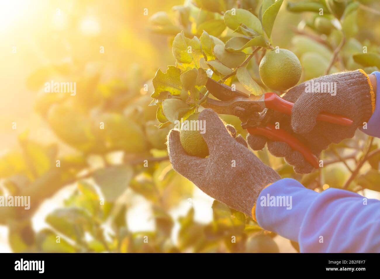 Hand des Bauern mit Gartenschere, um Zitronenfrüchte aus dem Baum zu schneiden Stockfoto