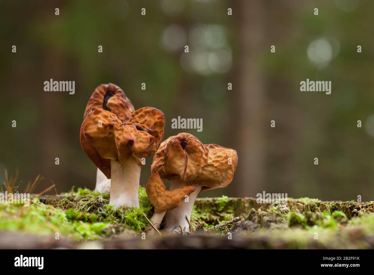 Falsche Morel mit Kapuze Stockfoto