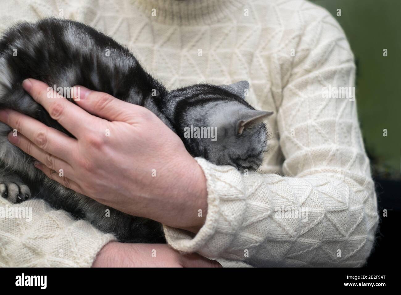Männliche Hände umarmen eine Tabby-Katze, geringe Schärfentiefe Stockfoto