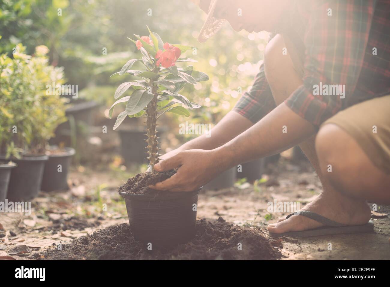 Schließen Sie Menschen, die Blumen (Christuspflanze oder Christusdorn) im Garten Pflanzen. Haus- und Gartendekoration Stockfoto