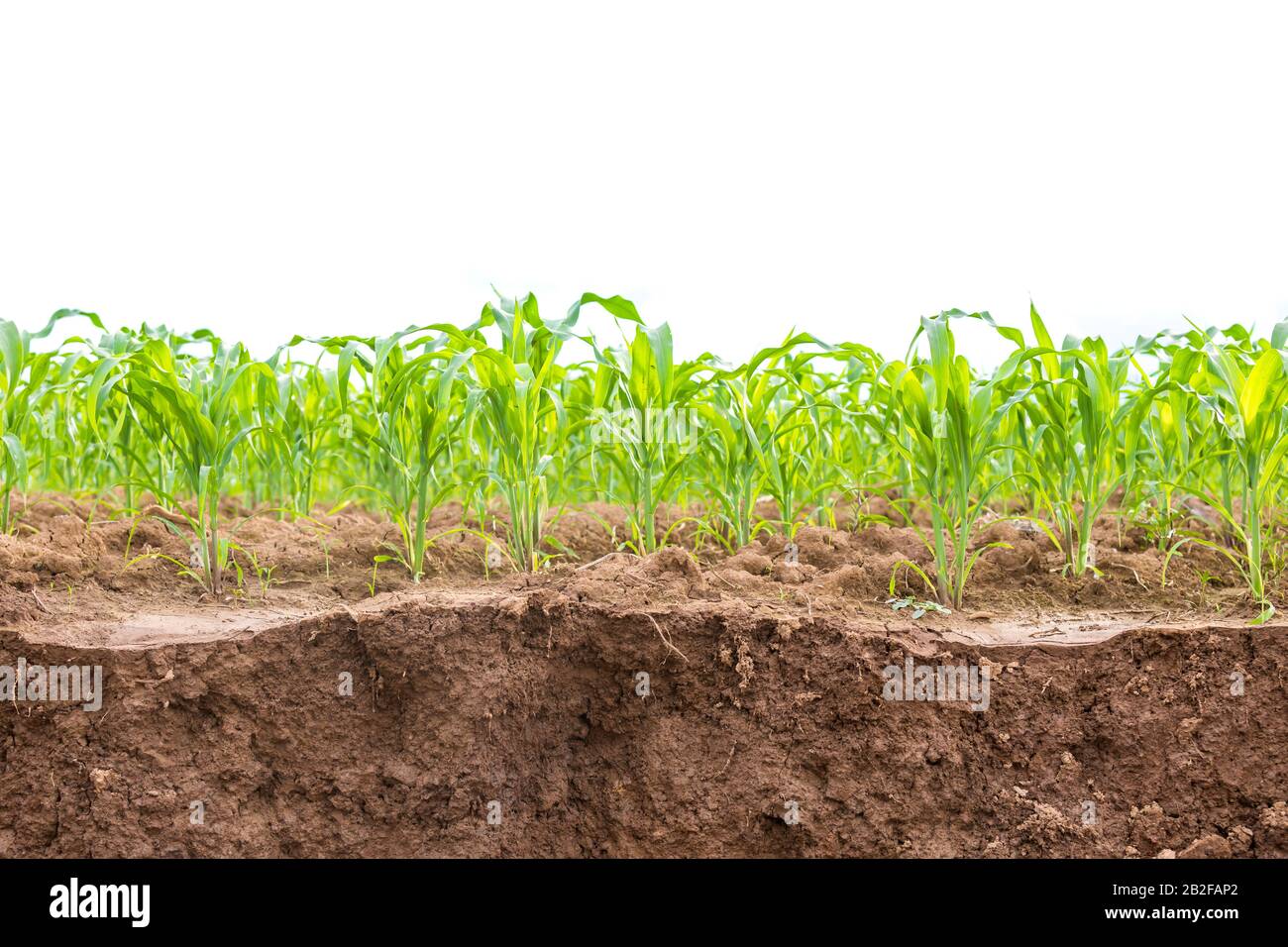 Grünes Maisfeld, Maisplantage in der Nähe der gleitenden Bodenbeschaffenheit. Isoliert auf weißem Hintergrund Stockfoto