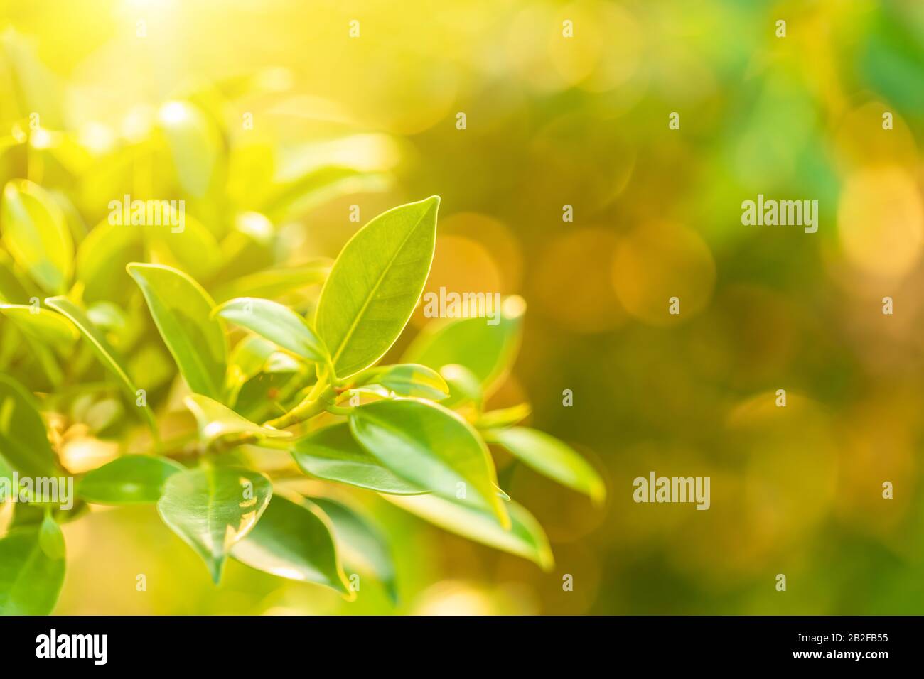 Makro-helles junges grünes Blatt auf dem Baumzweig im Garten mit Sonnenlicht und verwistischem Hintergrund Stockfoto