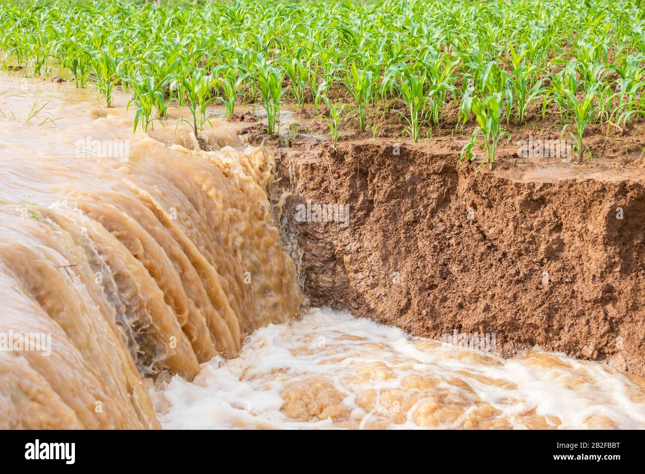 Schäden am grünen Maisfeld durch Überschwemmungen, Maisplantage in der Nähe von gleitender Bodenbeschaffenheit und fließendem Wasser Stockfoto