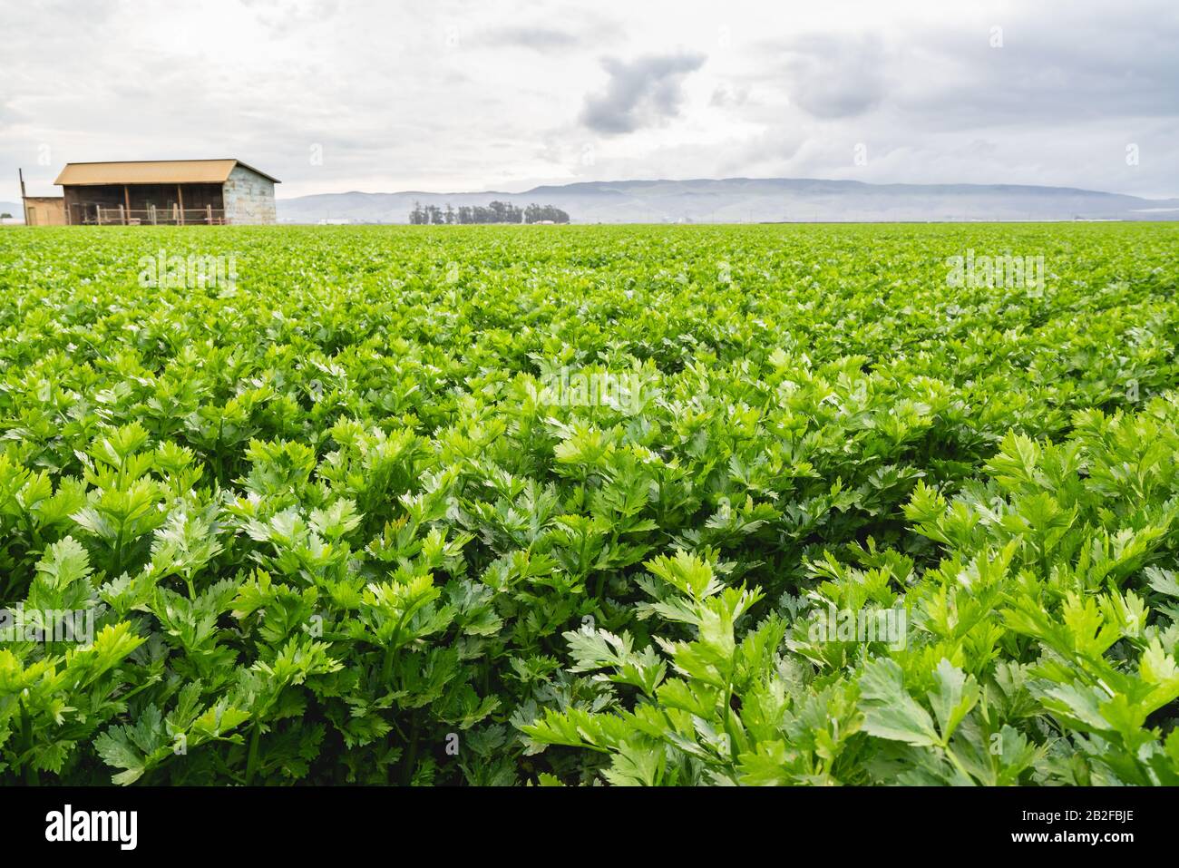 Landwirtschaftlichen Bereich der Sellerie Pflanze, Santa Barbara County, Kalifornien Stockfoto