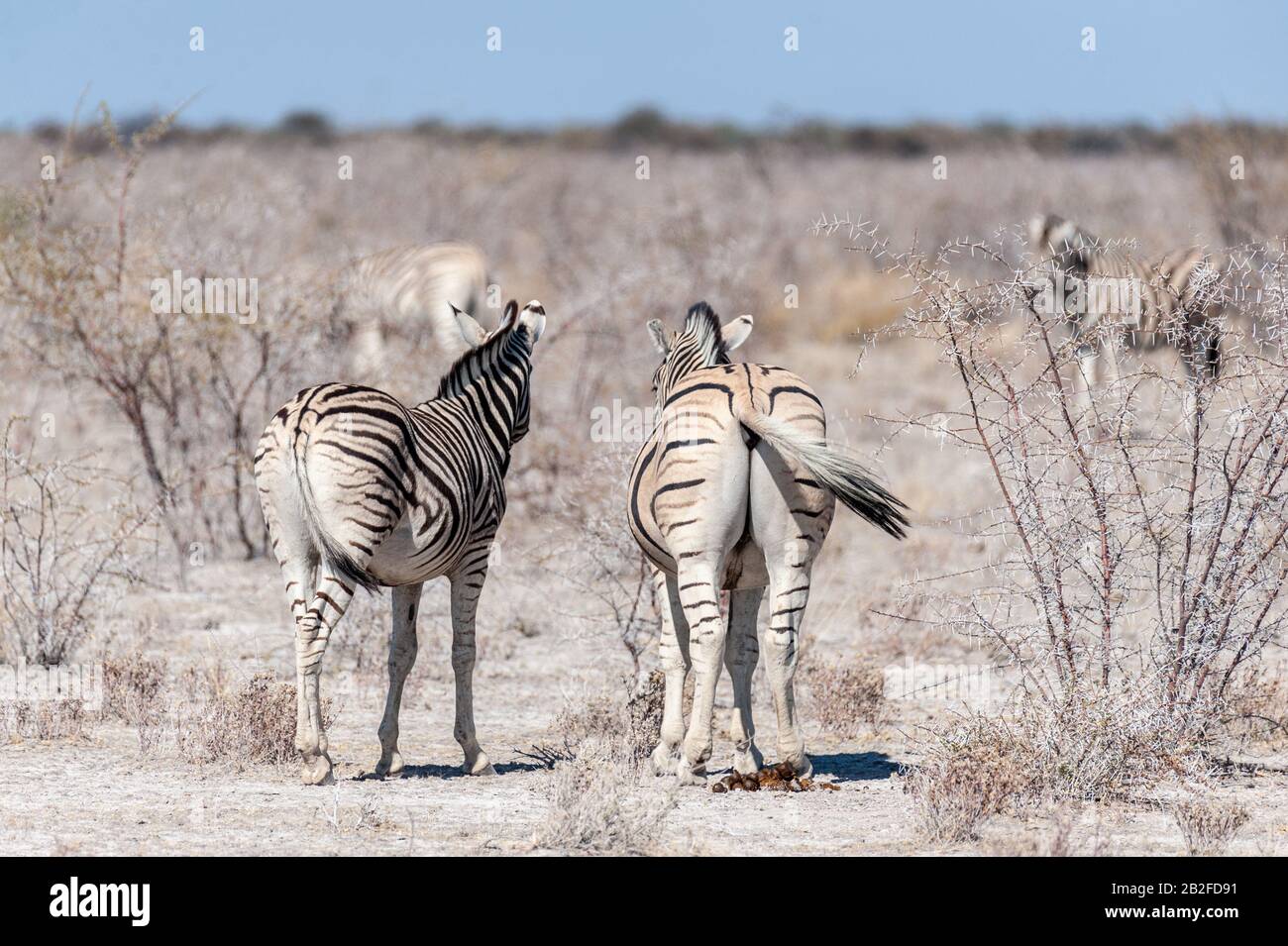 Eine Gruppe von Burchell's Zebra Gefilde - Equus quagga burchelli - in unmittelbarer Nähe zueinander auf den Ebenen der Etosha Nationalpark, Namibia. Stockfoto