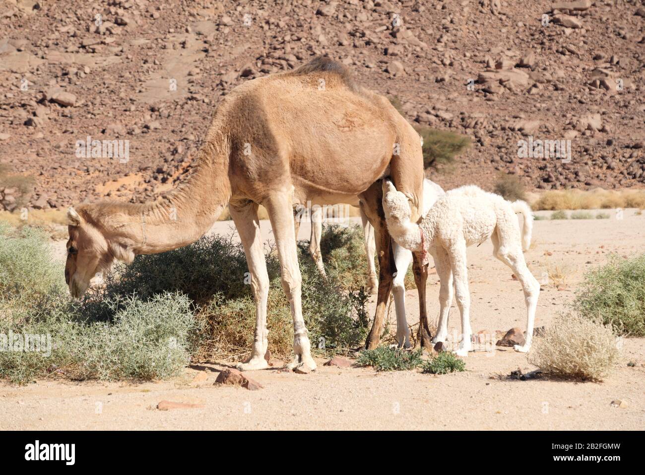 Algerische Camel-Familie Stockfoto