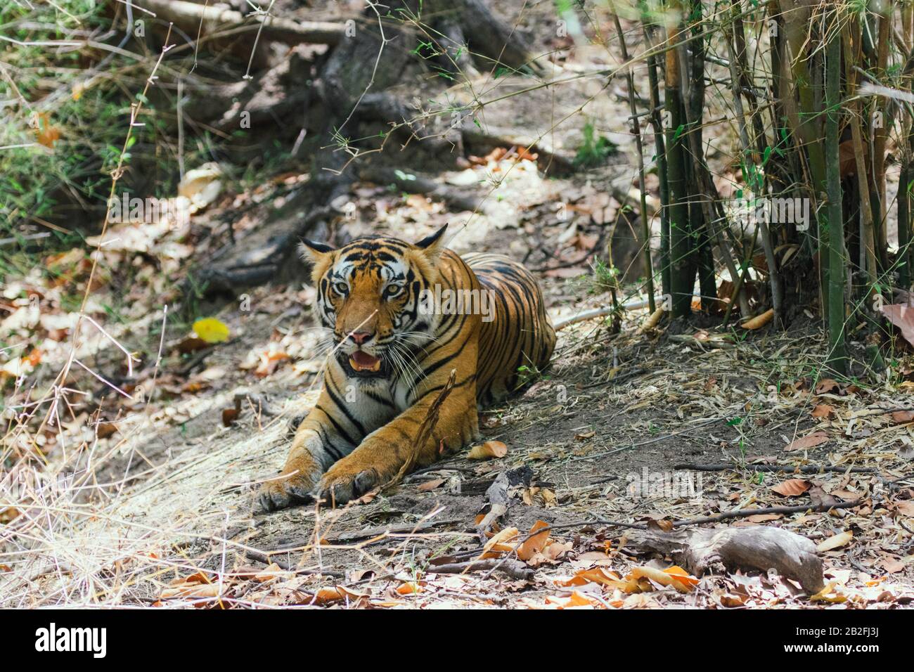 Porträt eines Tigers im Bandhavgarh National Park in Madhya Pradesh in Indien Stockfoto