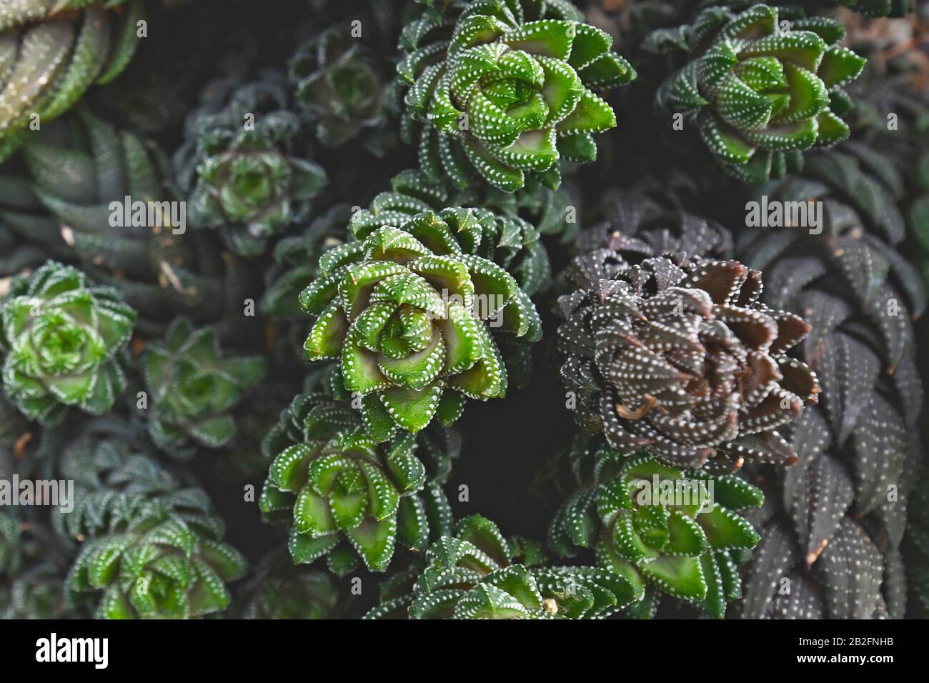 Draufsicht über tropische "Haworthiopsis Reinwardtii"-saftige Pflanzen mit Basalrosette aus weiß gefleckten fleischigen Blättern, die in einem spiralförmigen Patter angeordnet sind Stockfoto