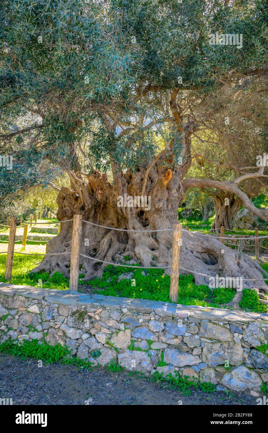 Der monumentale Olivenbaum in Kavusi ist ein Naturdenkmal, der mit einem Alter von 3500 Jahren als der älteste Olivenbaum der Welt gilt. Stockfoto