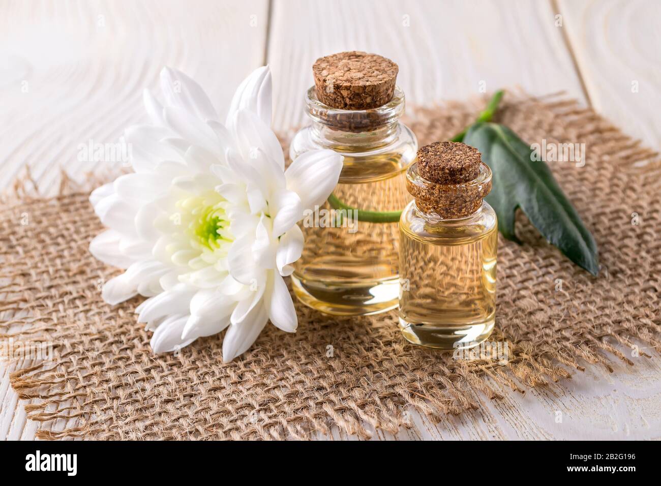 Zwei Glasflaschen Chrysanthemum ätherisches Öl und weiße Chrysanthemumblume auf Jutehintergrund. Spa, Beauty, Hautpflege und Kosmetologie-Konzept. Stockfoto