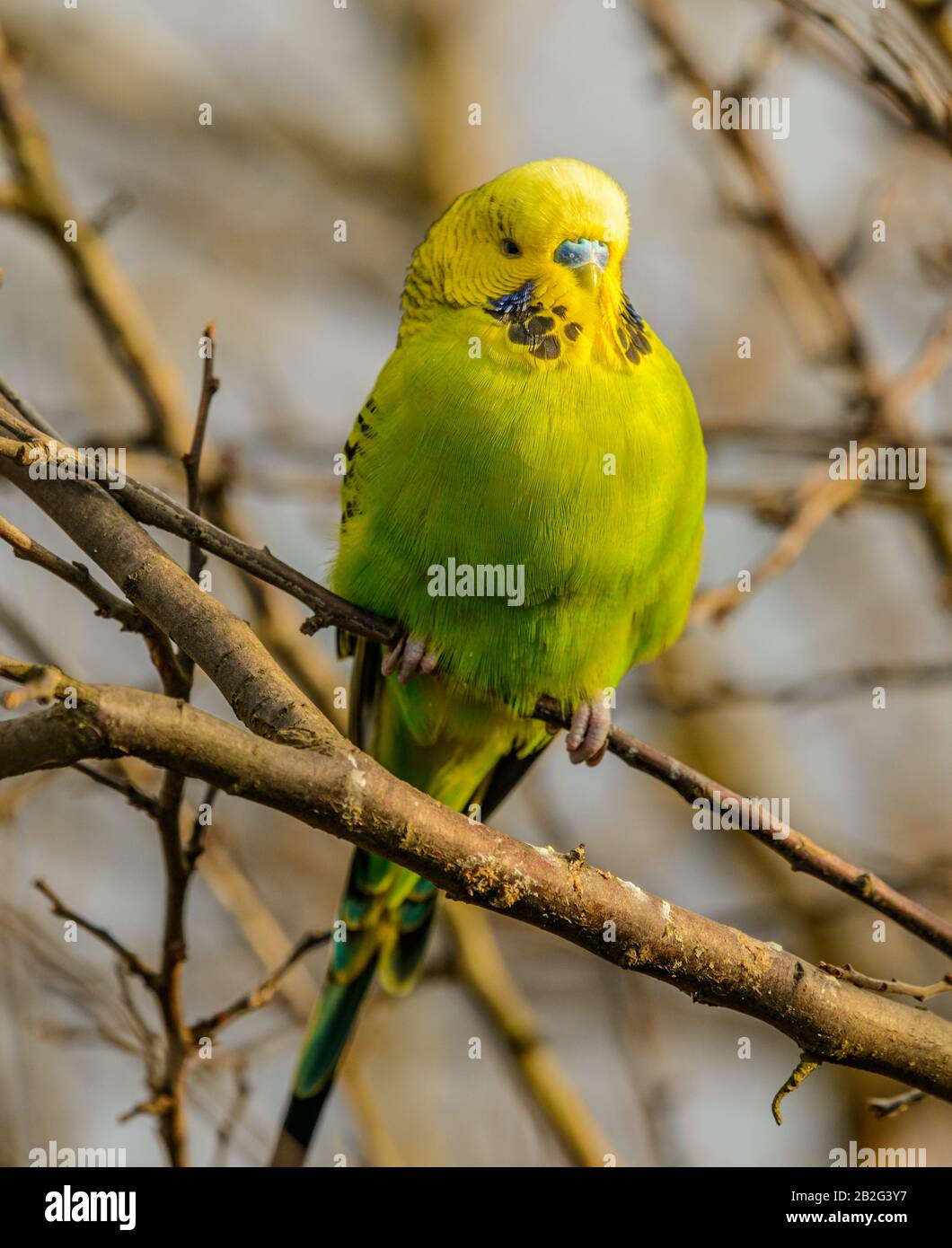 Fliegende grüne gelbe Kumpel auf Ast sitzend, wild Stockfoto